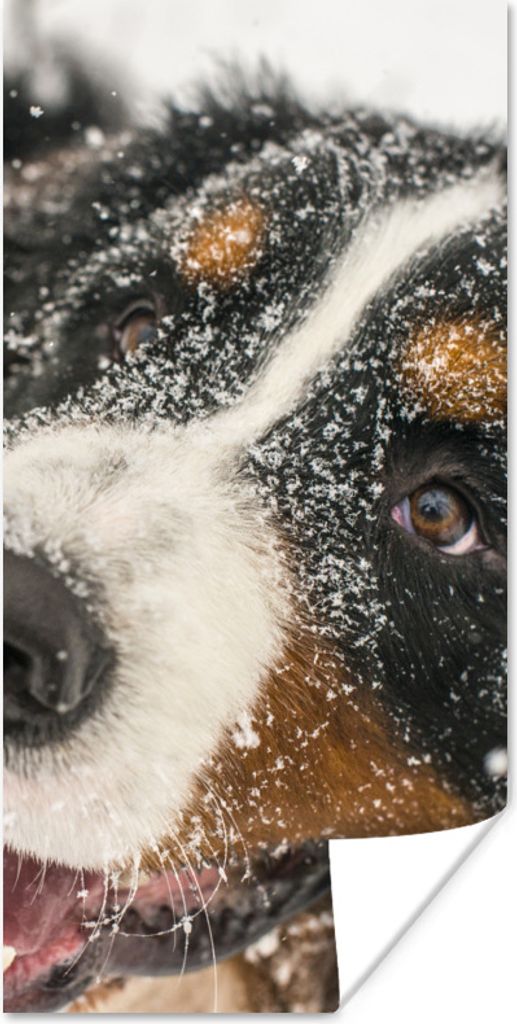 MuchoWow Poster Ein Berner Sennenhund unter dem Schnee 80x160 cm - Kinderzimmer