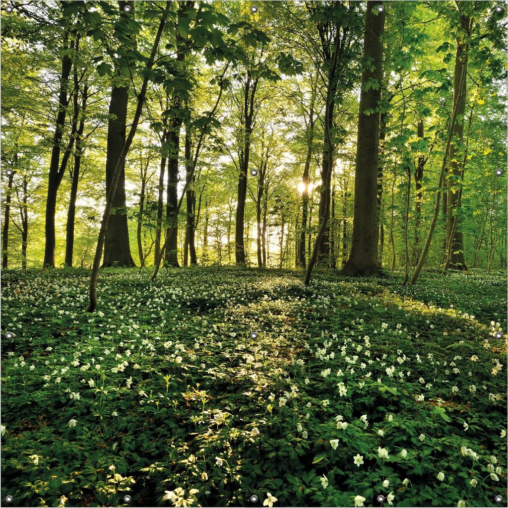 Wallario Outdoor-Poster für Garten oder Balkon, Motiv Waldanemonen und Sonnenstrahlen im Wald, in ca. 180 x 180 cm