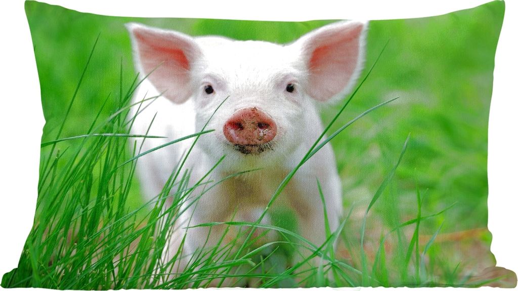 MuchoWow Zierkissen Sofakissen Wohnzimmer Dekokissen 60x40 cm Schwein - Tiere - Groß - Kopfkissen - Polster mit Foto