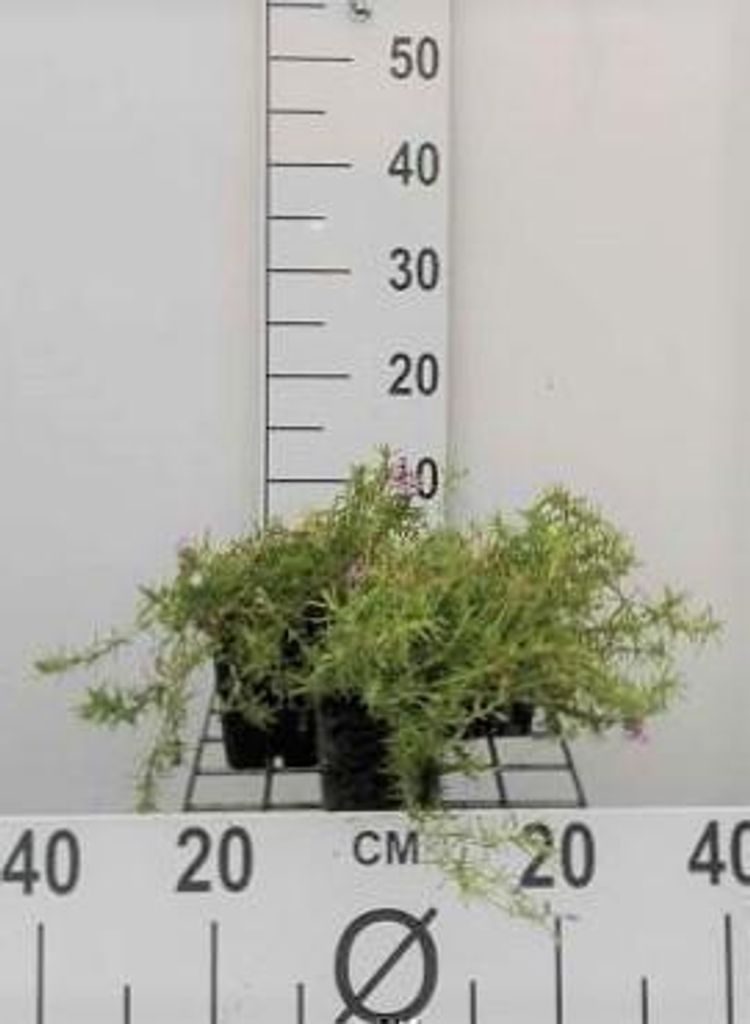 6 x Phlox (s) 'Moerheimii' - Flammenblume - Topf 9 x 9 cm