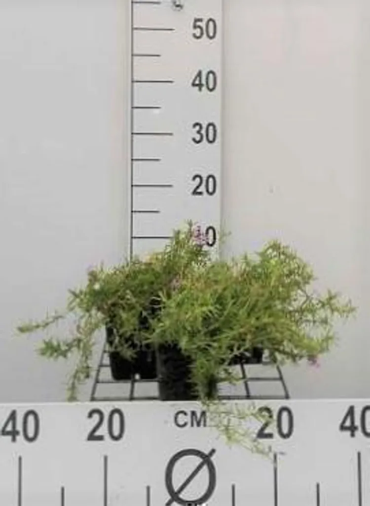 Plante Vivace Couvre-sol Phlox Moerheimii - Lot de 6 Pots de 9 cm