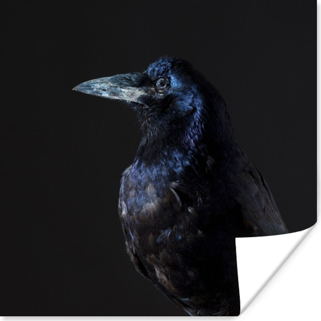 MuchoWow Poster Vogel - Tiere - Schwarz 30x30 cm - Wandposter - Printing