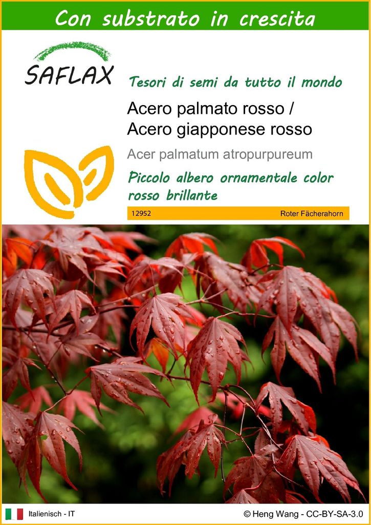 SAFLAX  - Acero palmato rosso / Acero giapponese rosso  - Immagine del prodotto 