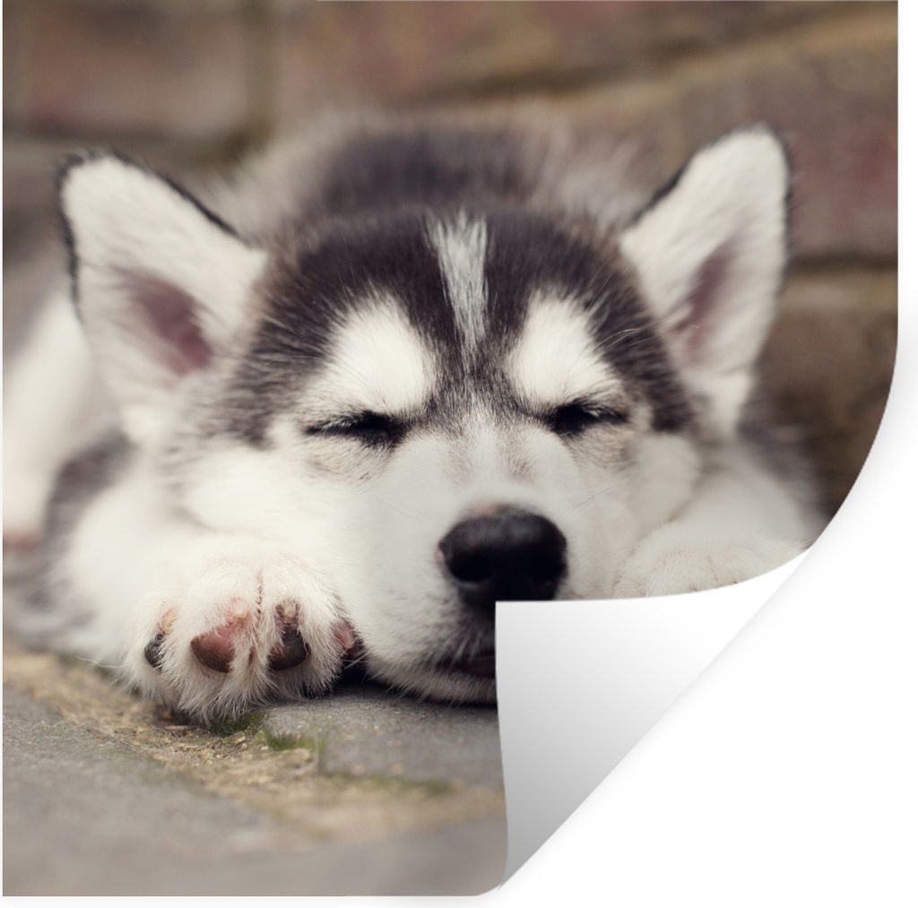 MuchoWow Wandtattoo Wandsticker Wandaufkleber Husky-Welpe schläft 30x30 cm Selbstklebend und Repositionierbar - Repositionierbar - Wasser abweisend