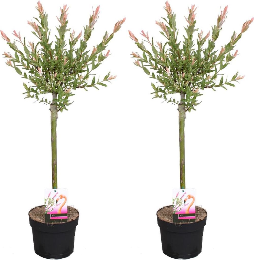 Bloomique - 2er Set - Salix Flamingo - Harlekinweide - Winterharte Balkonpflanzen - Gartenpflanzen Winterhart - Höhe 60-80 cm - Topf 17 cm
