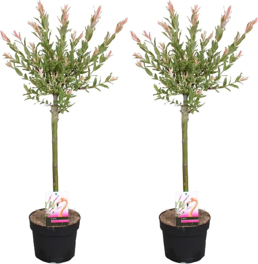 Saule Flamingo pour haie et terrasse - Lot de 2 arbustes décoratifs