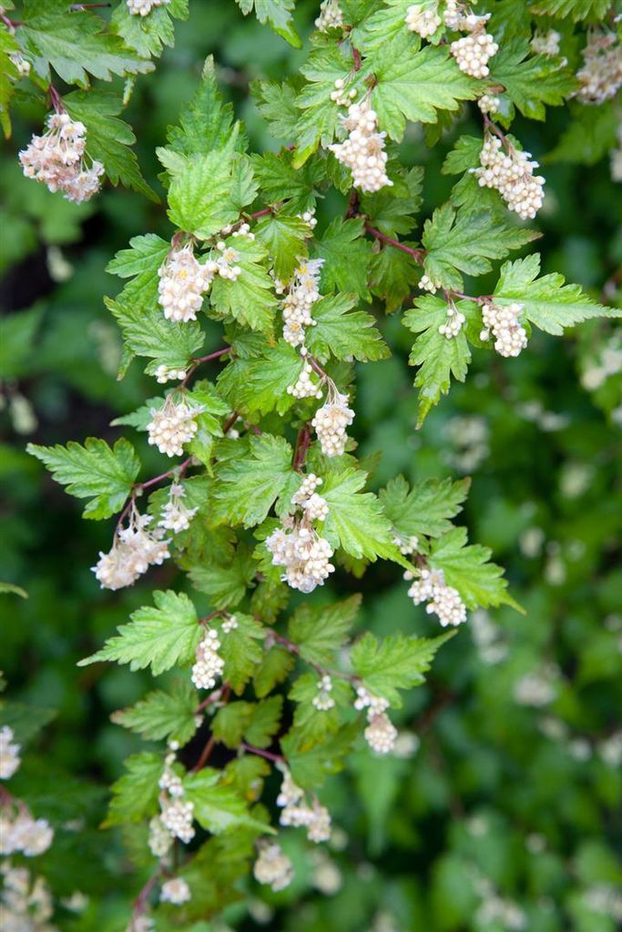 Stephanandra incisa 'Crispa', Kranzspiere, kompakt, 20–30 cm