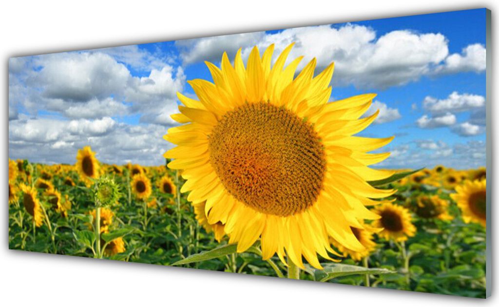 Küchenrückwand aus Glas 125x50cm Spritzschutz Sonnenblumen Pflanzen