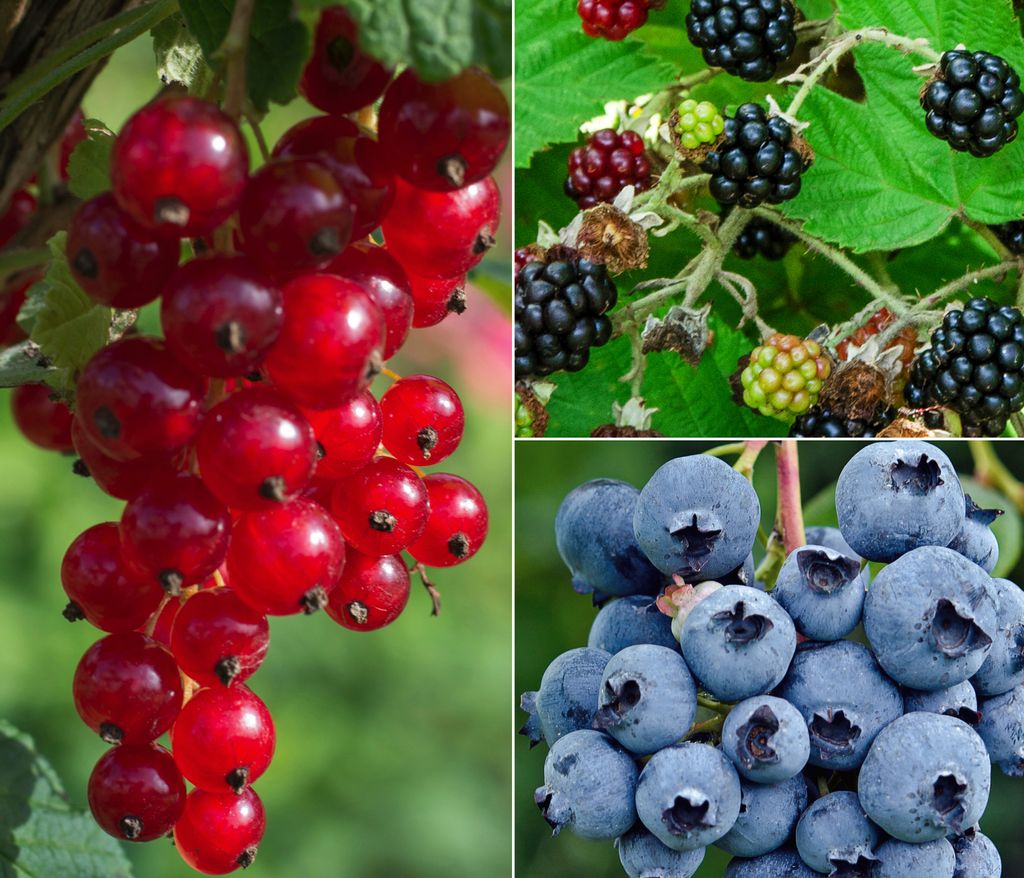 Dehner Bio Pflanzenset Kleiner Obstgarten, 3er Set mit 1 x Produktbild 