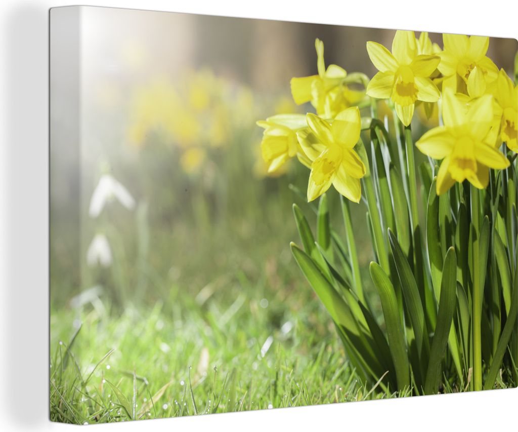 OneMillionCanvasses - Leinwandbilder - 150x100 cm, Narzisse - Gelb - Frühling, Wandbilder Kunstdruck Wanddekoration