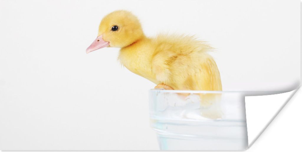 MuchoWow Poster Baby-Ente klettert aus einer Wanne 150x75 cm - ohne Rahmen