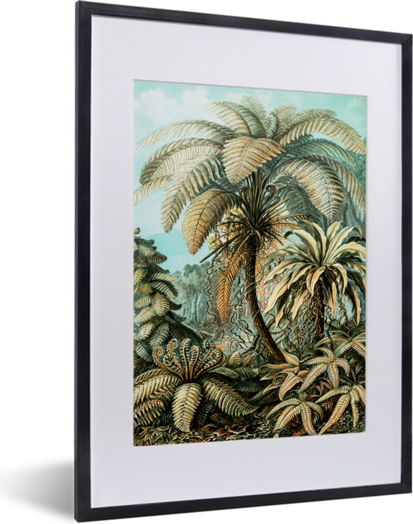 MuchoWow MuchoWow Gerahmtes Poster Palme - Ernst Haeckel 30x40 cm - Poster mit zchwarzem Bilderrahmen - Wandposter Schlafzimmer