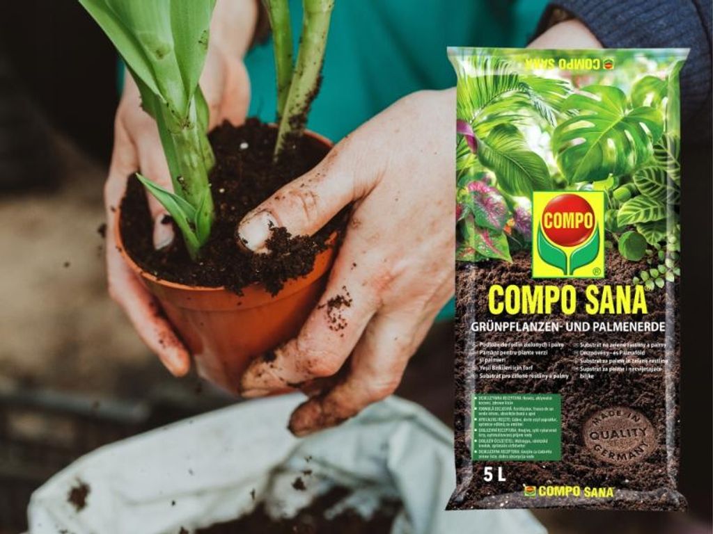 philodendron green lemon Lemon Lime Philodendron – Plant Detectives main image 0