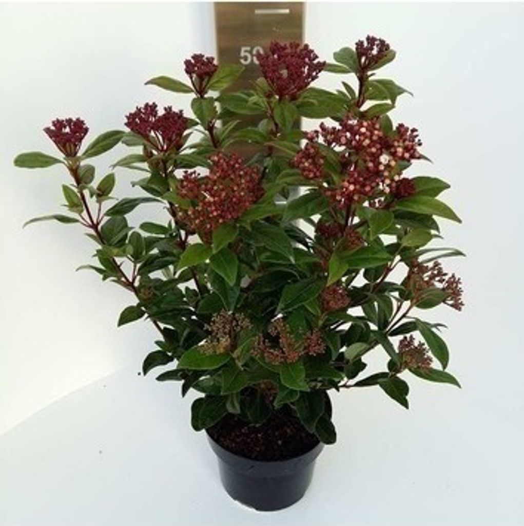 Viburnum tinus 'Spirit'® ('anvi'®) - Laurowa kula śnieżna Zdjęcie produktu 
