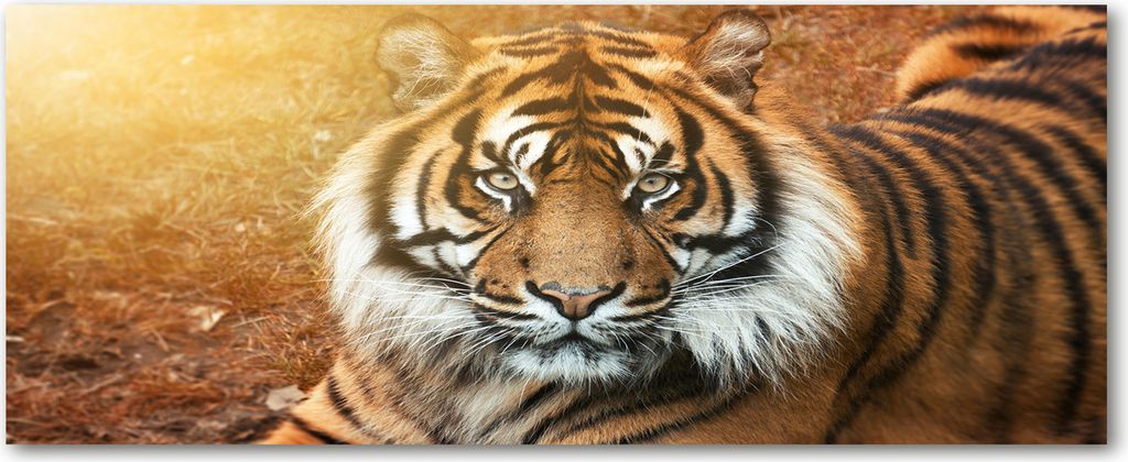 Tulup Leinwandbild - 125x50 cm - Wandkunst - Drucke auf Leinwand - Leinwanddruck - Tiere - Braun - Bengalischer Tiger