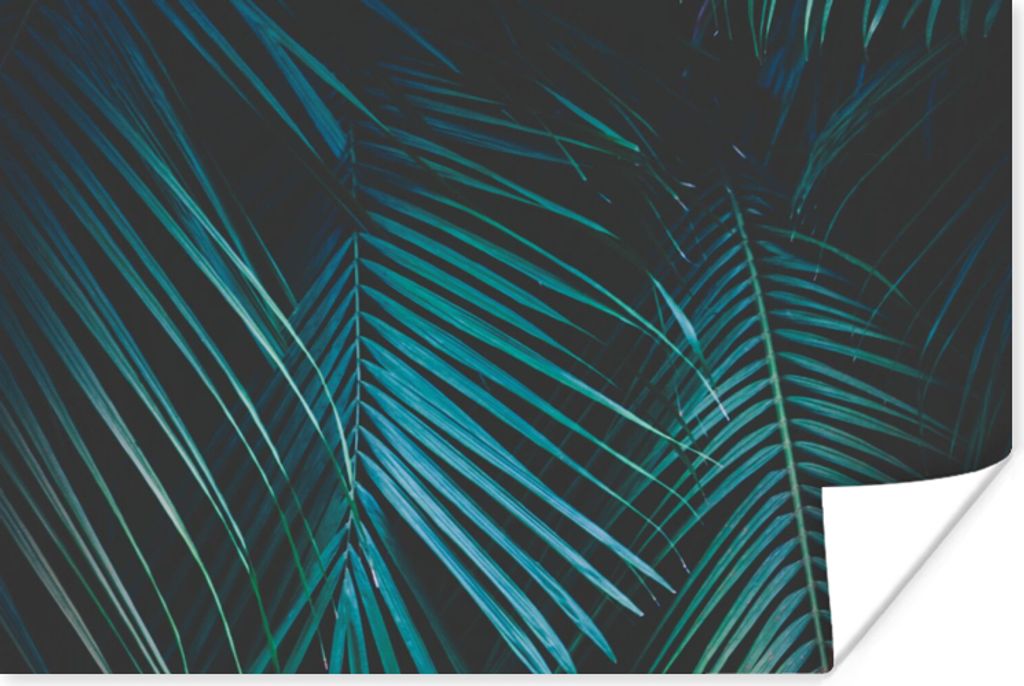 MuchoWow Poster Palme - Palmenbaum - Tropisch 120x80 cm - Bilder
