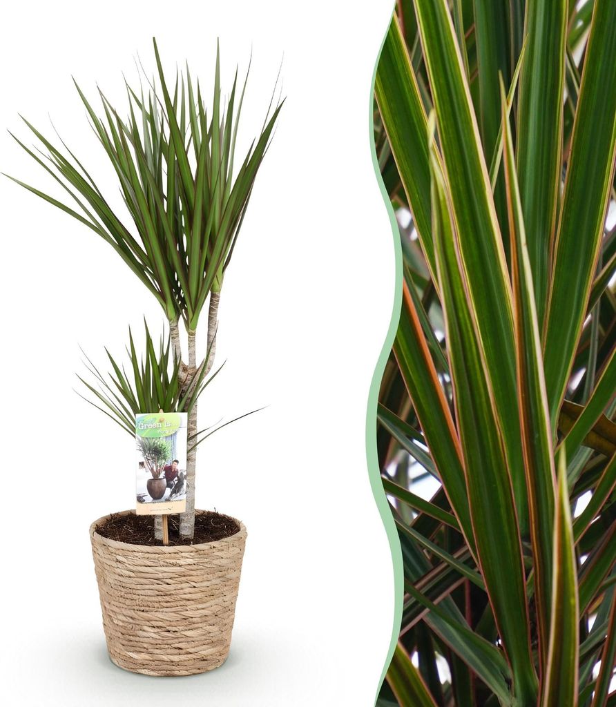 Green boutiQ - Zimmerpflanzen - Dracaena Marginata - Drachenbaum - Wenig Pflege - mit Korb - Grün - 1 Pflanze - Topf 17cm - Höhe 70-80cm
