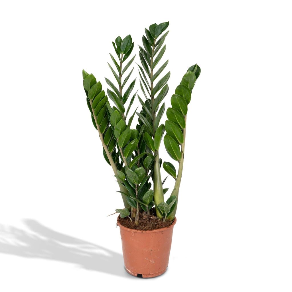 Meergroothandel Zamioculcas Zamiifolia (Smaragdpalme) - 50 cm, Ø14 cm
