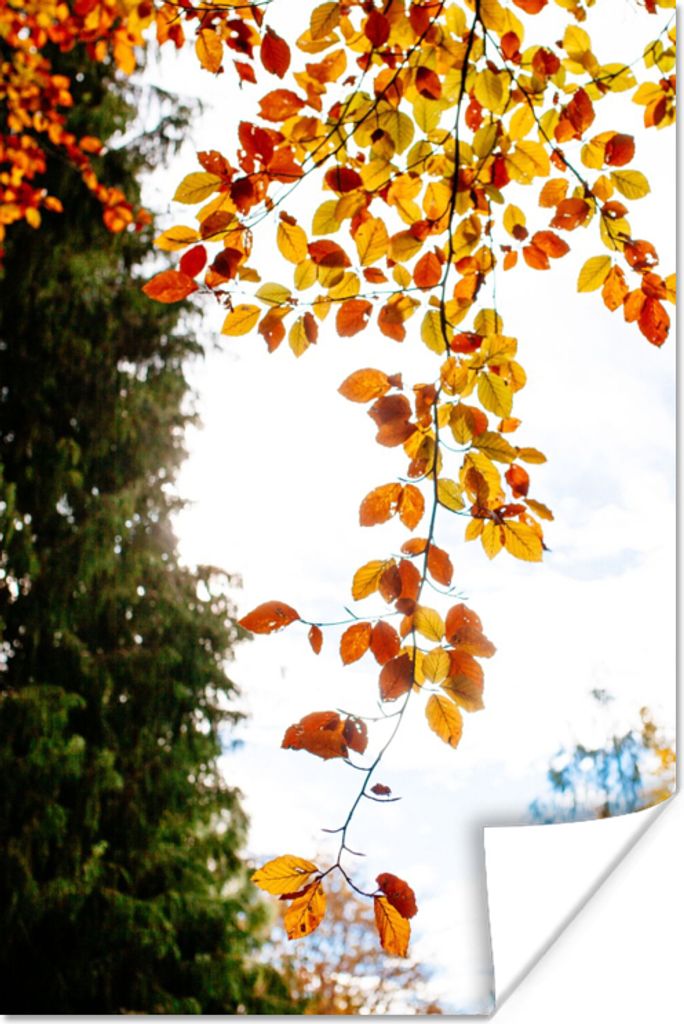 MuchoWow Poster Herbst - Laub - Natur 60x90 cm - Wanddekoration