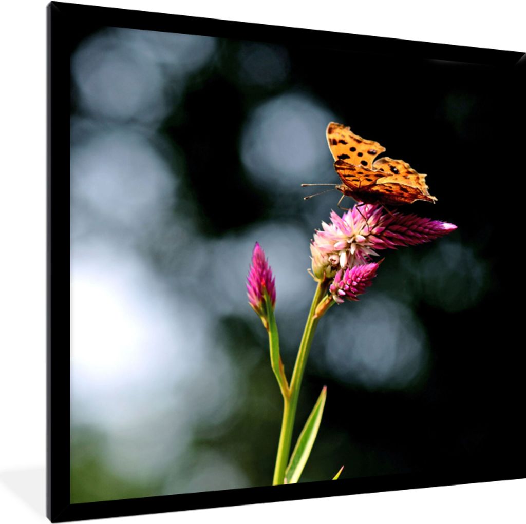 MuchoWow Gerahmtes Poster Schmetterling - Blumen - Insekten 40x40 cm - Poster mit Schwarzem Bilderrahmen Wandposter Rahmen Foto Bilder - Mit Rahm...