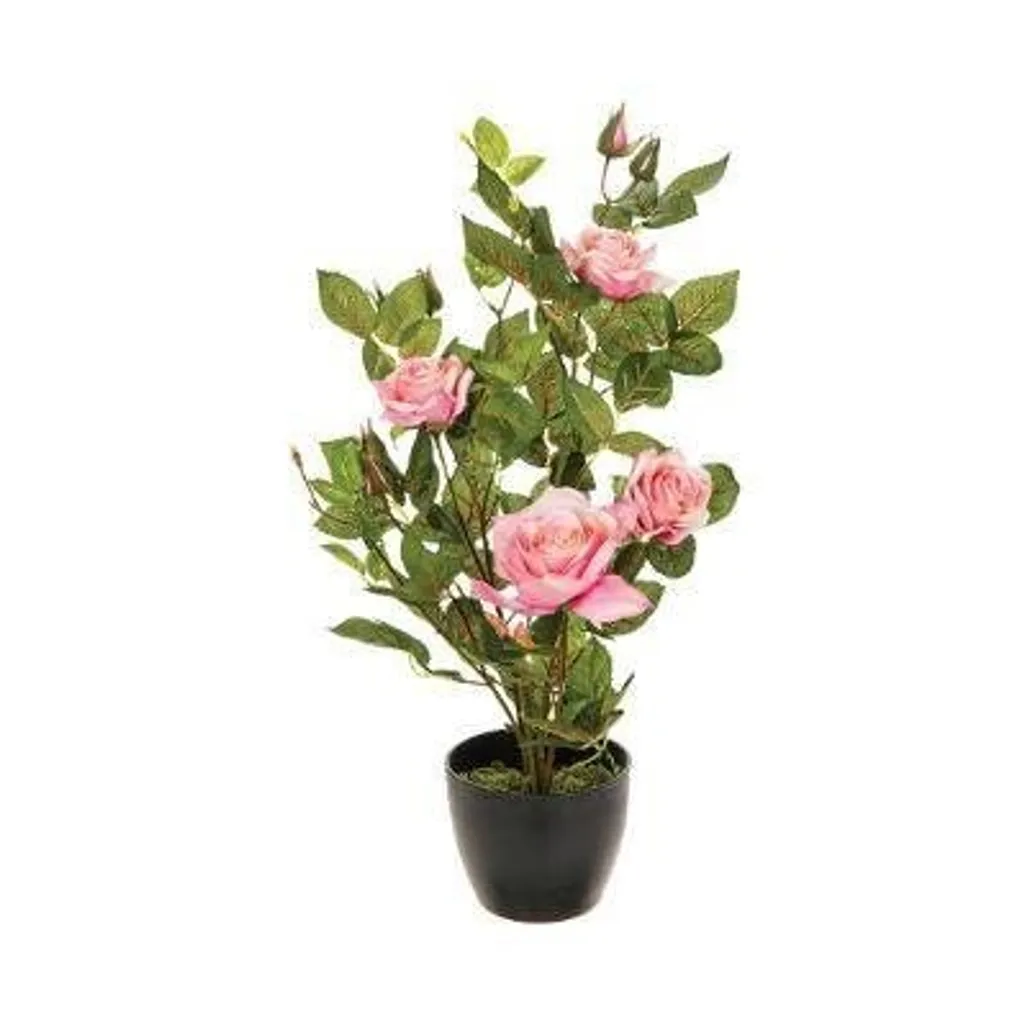 Plante décorative Rose Rose en pot 50 cm - Idéal décoration salon et bureau