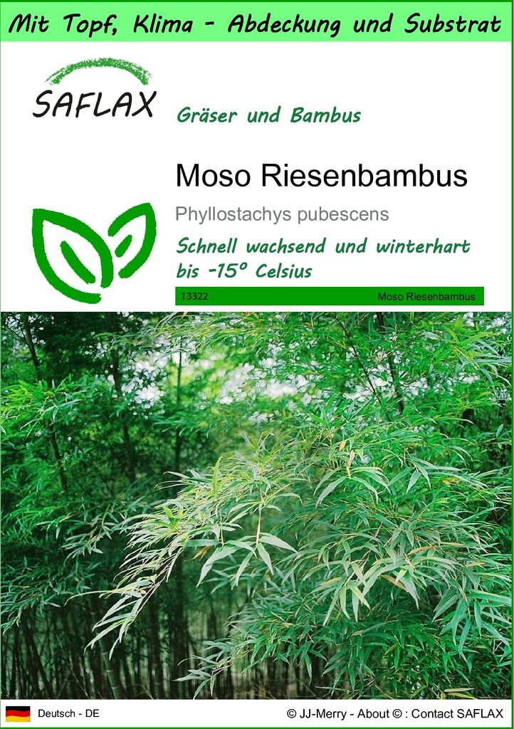 SAFLAX Garden to go - Moso Riesenbambus - Phyllostachys Produktbild 