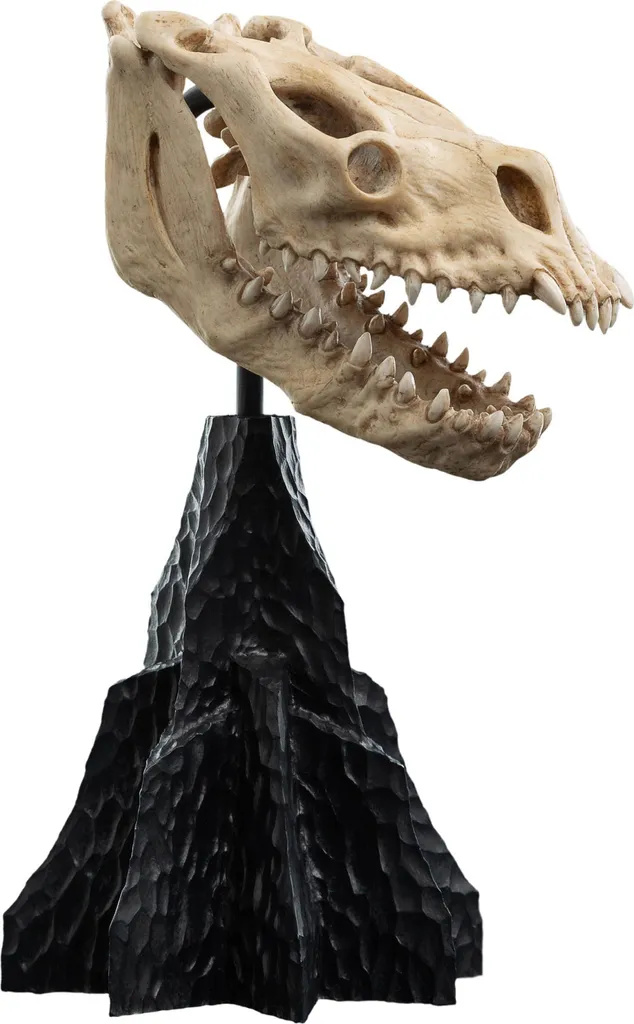 Objet de Collection Crâne de Bête Qualité Musée pour Vitrine de Fantasy - 5