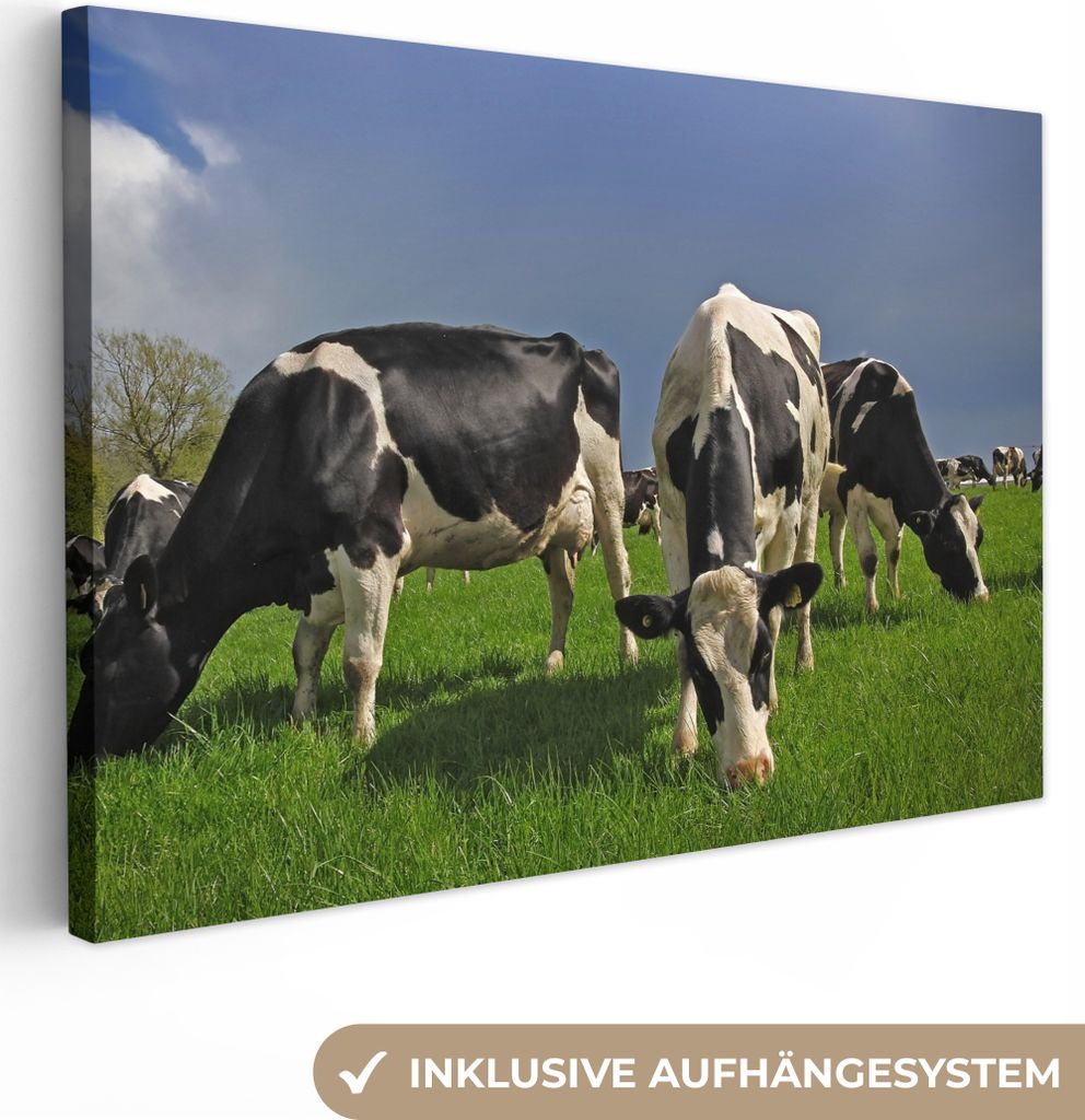 OneMillionCanvasses - Leinwandbilder - 150x100 cm, Kühe - Schwarz - Weiß - Blau, Wandbilder Kunstdruck Wanddekoration