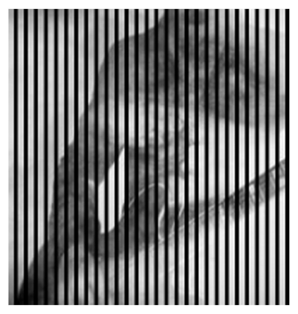 Akustikpaneele mit Digitaldruck Riff02 19 x 1133 x 1195 mm Gitarre Musik MDF PET-Fasern Wandpaneele Schwarz Weiß 2 Einzelplatten
