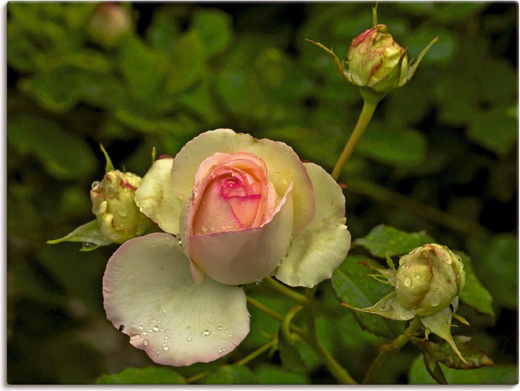 ARTland Leinwandbild Rosa Rose Größe: 60x45 cm