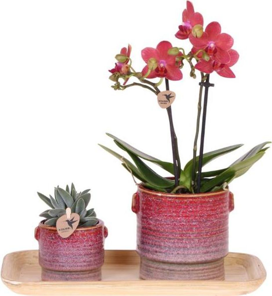 Kolibri Orchids | Geschenkset Aura | Rosa Phalaenopsis-Orchidee Congo mit Grüner Pflanze in Aura-Ziertöpfen auf Bambustablett