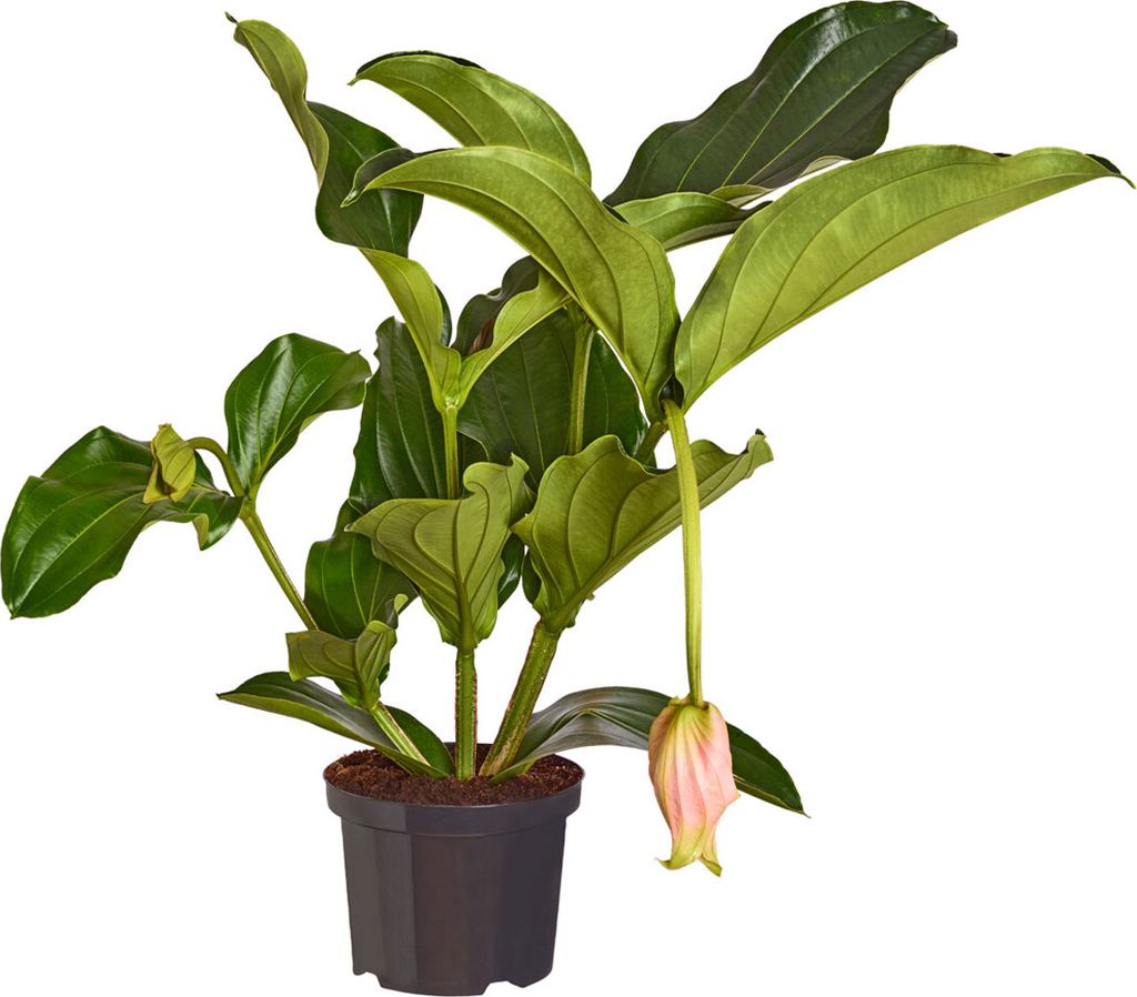 Dehner Medinille, Medinilla magnifica, rosa-farbene Blüten, 30-40 cm inkl. Pflanztopf, Ø Topf 14 cm, Zimmerpflanze