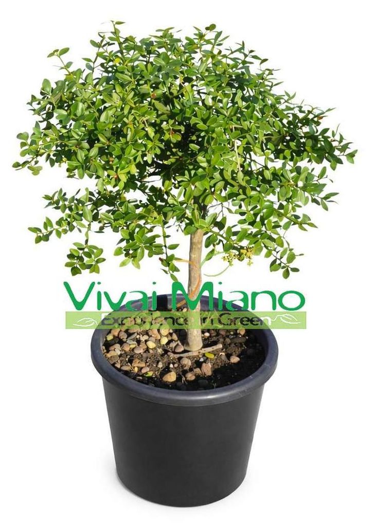 Fingerlime-plant, rode variant (potmaat 20) Productafbeelding 