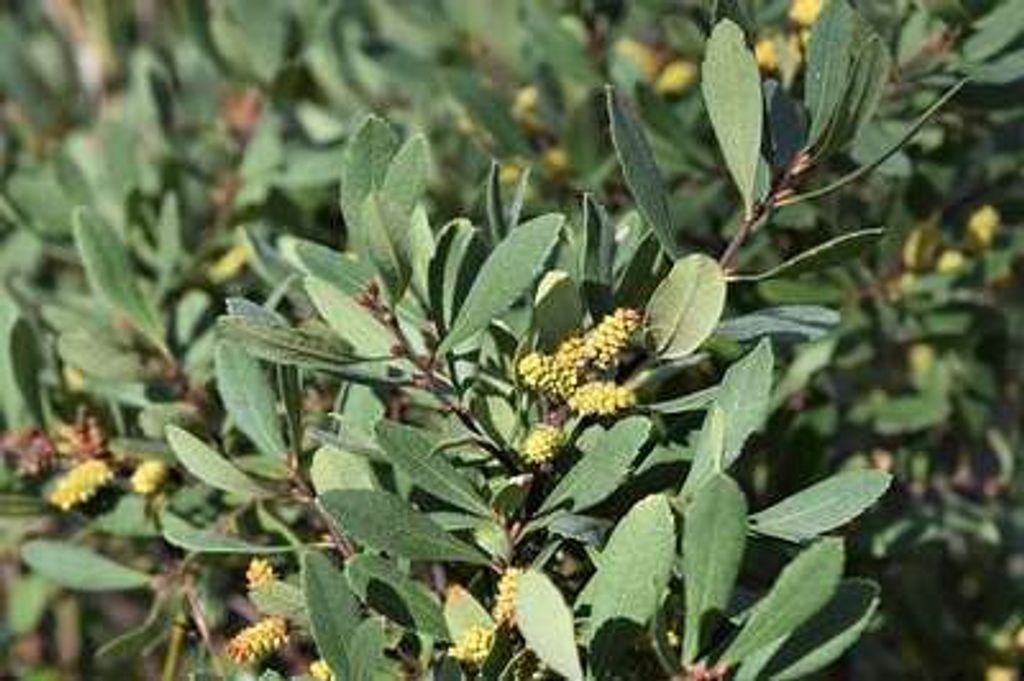 Myrica gale - Blatniak vihorlatský 30- 40 cm - Kontajner Obrázok produktu 