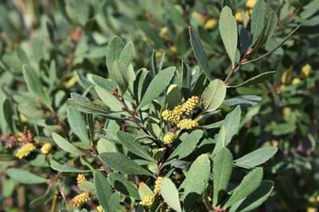 Myrica gale 30-40 cm Gaulthérie des marais Parfumée et très Rustique