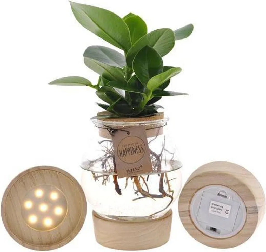 Plante Clusia hydroponique Ø12cm avec LED intégrée, hauteur de 30 cm