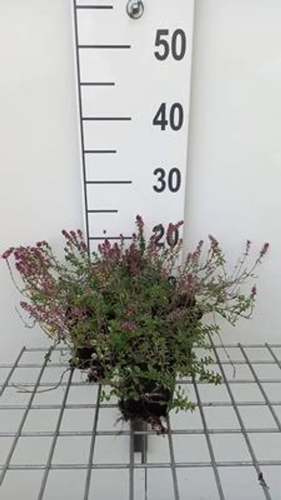 Thymus Foxley lot de 6 - Plantez un jardin sans entretien et sans eau