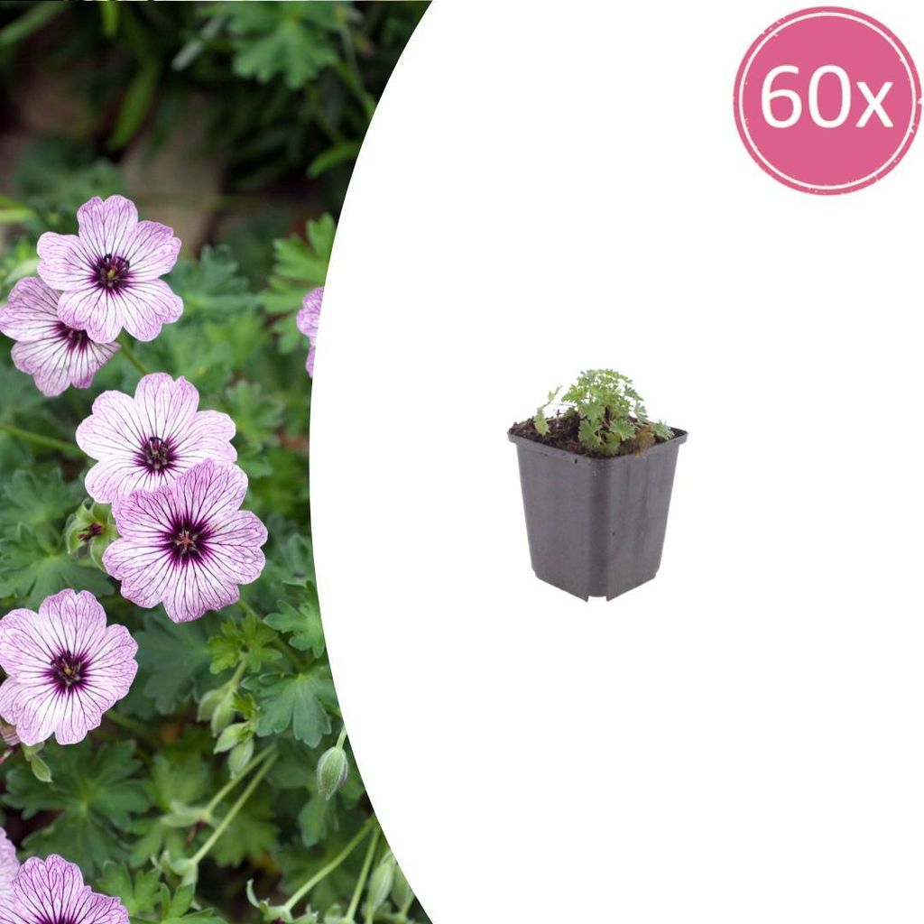 Geranium cin. 'Ballerina' | 60 Stück - 10-25cm - Ø9cm - Gartenpflanze