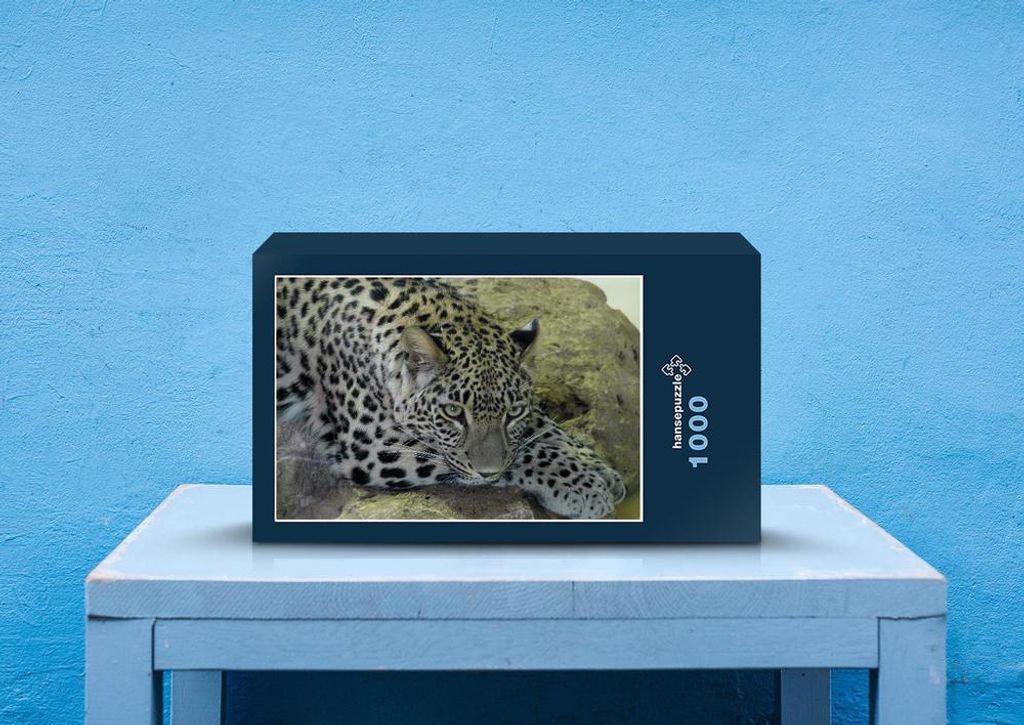 hansepuzzle 70554 - Leopard Puzzle, 1000 Teile, Tierwelt, 60,0 x 46,0cm mit hochwertiger Aufbewahrung, Kartonbox und wiederverschließbarem Beutel