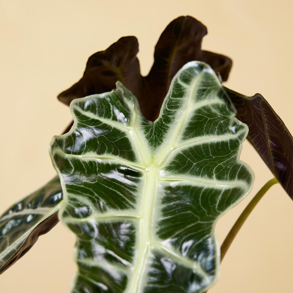 2x Alocasia Polly Zimmerpflanze, glnzende Bltter, weie