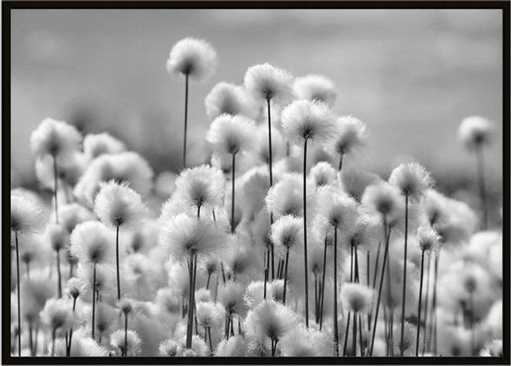 Bildplakat im Rahmen 43x33 cm Pusteblumen P899
