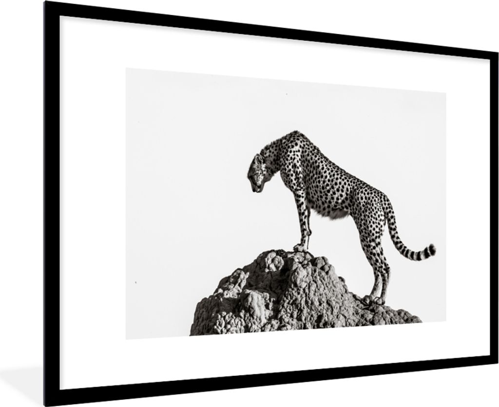 MuchoWow Gerahmtes Poster Raubtier - Panther - Tiere - Natur 90x60 cm - Poster mit Schwarzem Bilderrahmen Wandposter Rahmen Foto Bilder - Wanddek...