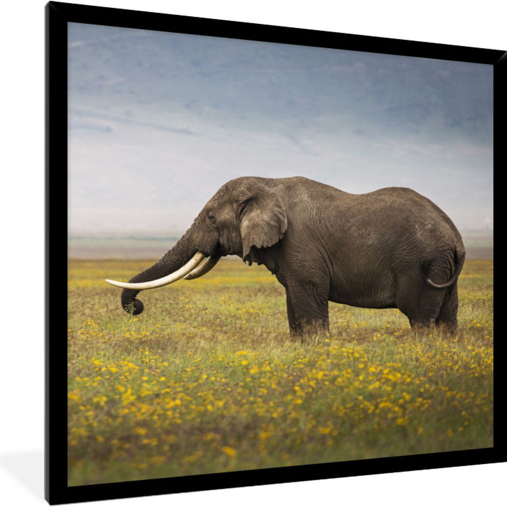 MuchoWow Gerahmtes Poster Weidender Elefant in der Wildnis Afrikas 40x40 cm - Poster mit Schwarzem Bilderrahmen Wandposter Rahmen Foto Bilder - M...