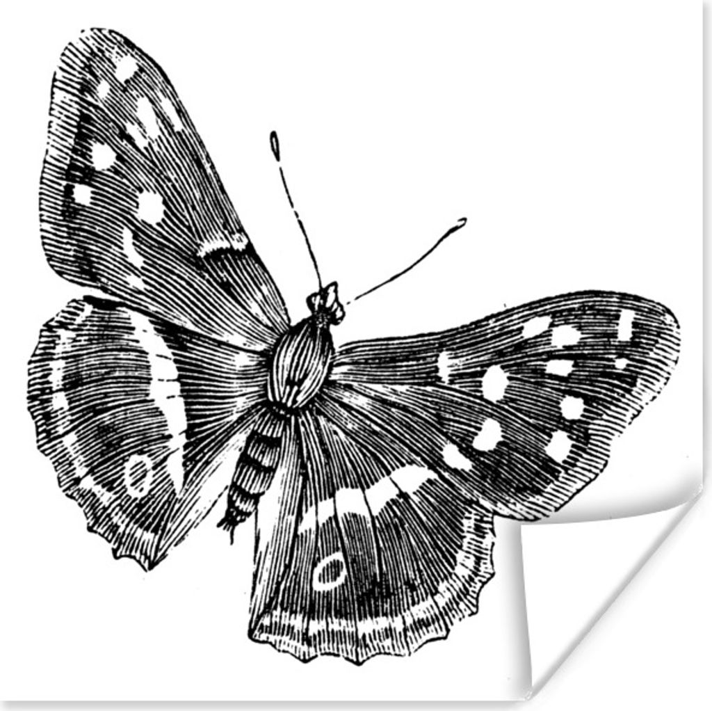 MuchoWow Poster Eine schwarz-weiße Illustration eines Schmetterlings 40x30 cm - Plakate für die Wände - Poster Wohnzimmer