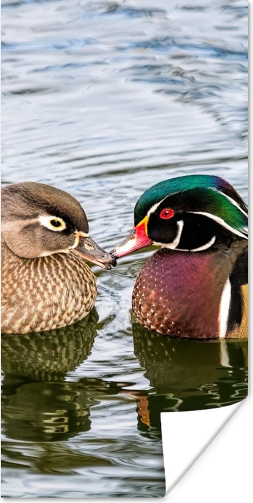 MuchoWow Poster Ente - Vögel - Wasser - Federn - Tiere 80x160 cm - Kinderzimmer