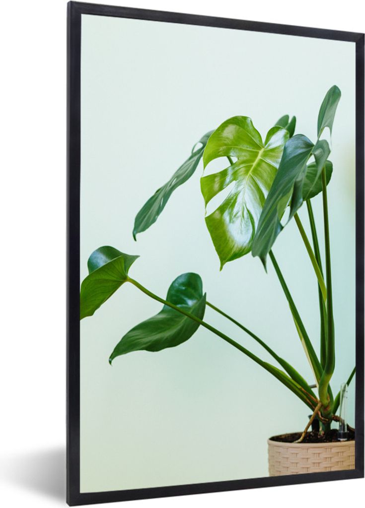 MuchoWow Gerahmtes Poster Monstera in einem Topf mit hellem Hintergrund 60x90 cm - Poster mit Schwarzem Bilderrahmen Wandposter Rahmen Foto Bilde...