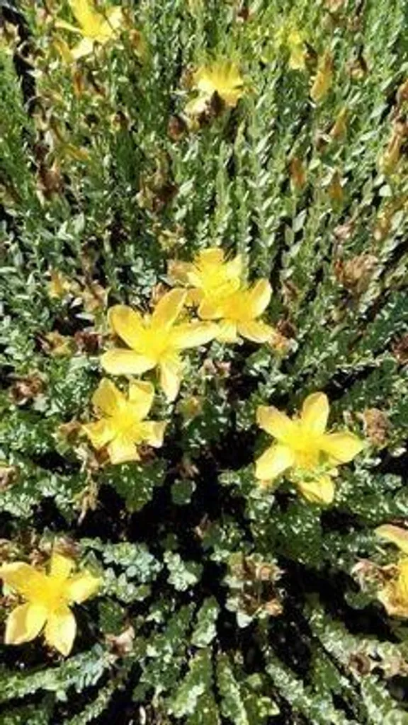 Millepertuis Hypericum olympicum jaune - 6 plants robustes pots 9 cm - 2
