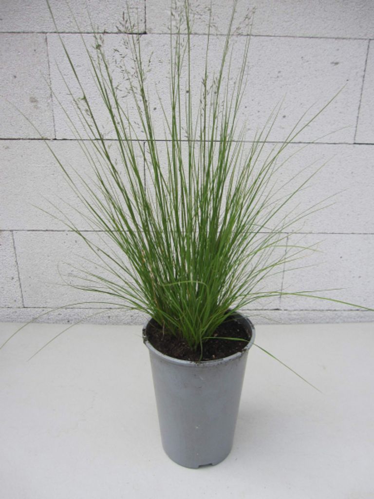 Prärie-Duftgras - Sporobolus heterolepis - Tautropfengras - Ursprungsart