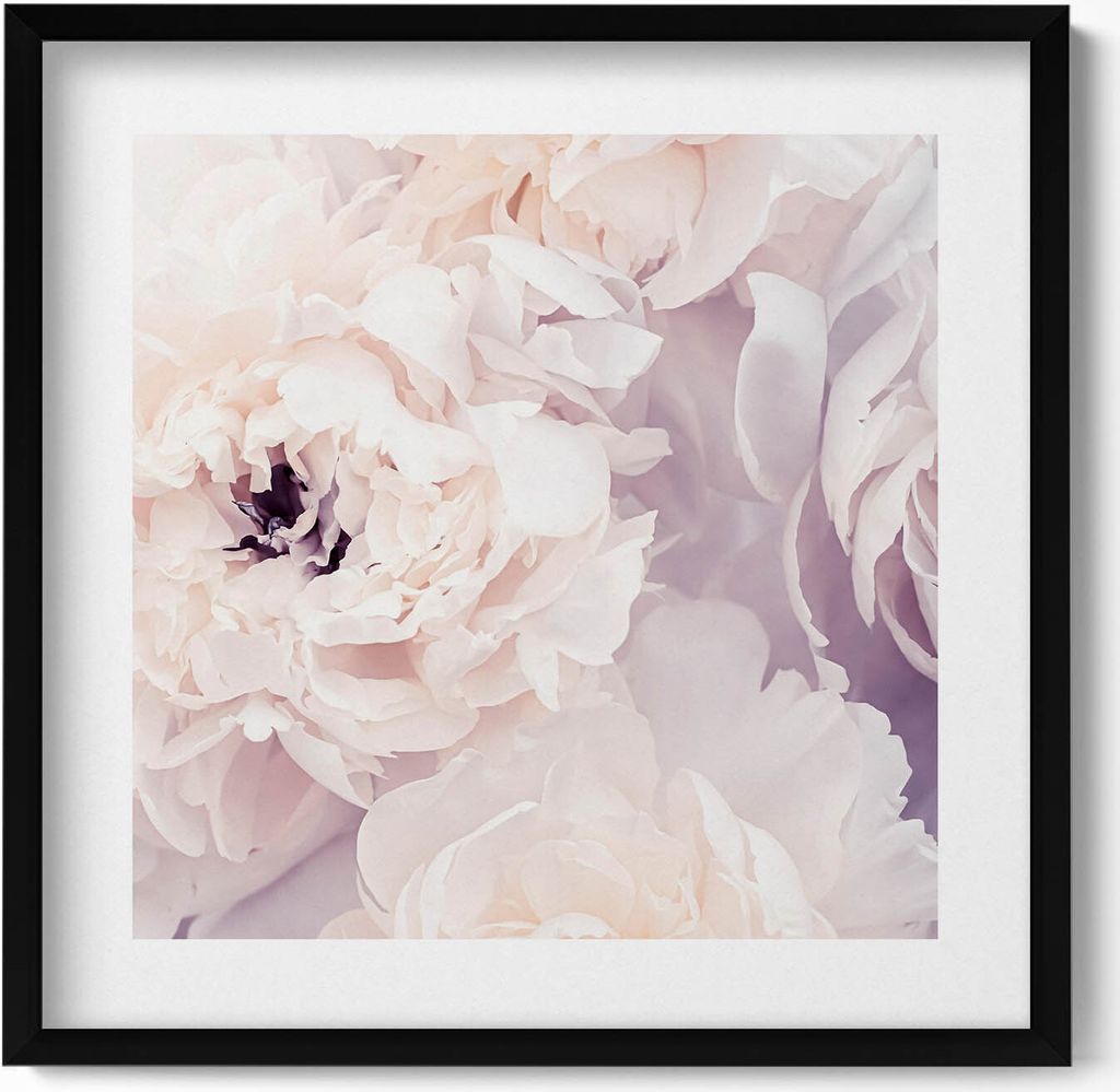 Zarte Pfingstrosenblüten– Wandbild mit Rahmen – Gerahmtes Bild – Wanddekoration – 50x50 cm – Schwarz Rahmen