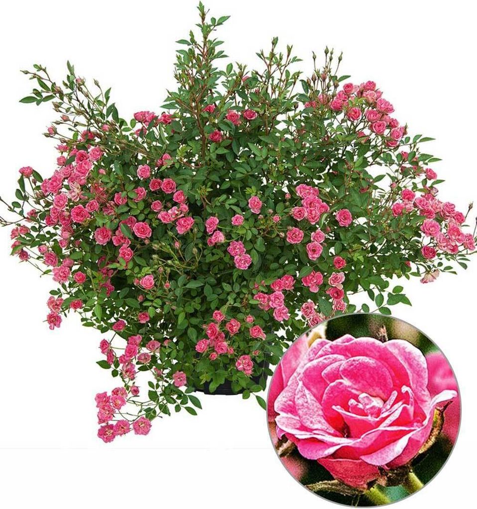 BALDUR Garten Lilly Rose® Wonder5, 1 Pflanze, winterhart, Produktbild 1